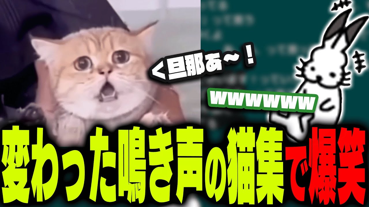 「変わった鳴き声の猫集」を見て爆笑するドコムス【ドコムス雑談切り抜き】