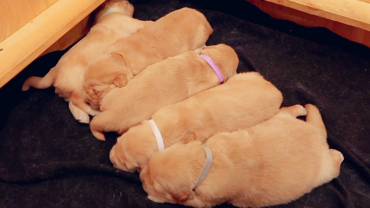 2 Week Old Puppies Get Their First Collars!! YouTube