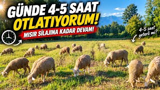 Sıcaklarda Koyunları Kaç Saat Otlatıyorum? 4-5 Saat Yeterli Mi? Temmuz 2026