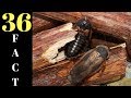 DUBIA ROACH BREEDING ? 36 FACTS ABOUT DUBIA ROACHES