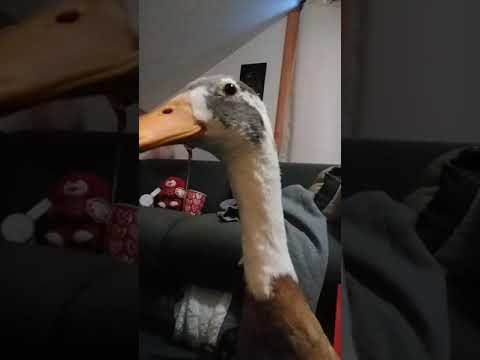 DUCK CLEANS HIMSELF
