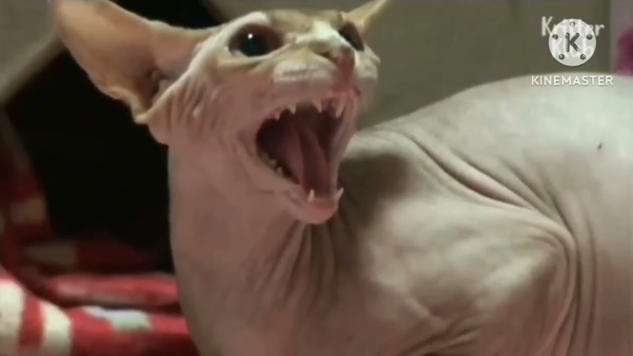 ytpmv elf and ytpmv lapfox trax (videos by 