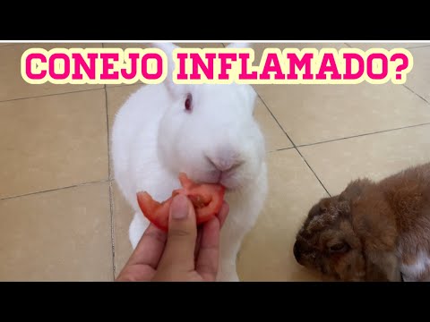 MI CONEJO TIENE SU ESTOMAGO INFLAMADO