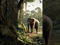 “Dense green jungle at sunrise, birds flying, a giant elephant walking  #elephantsanctuarybrazil