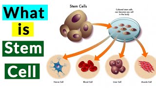What Is Stem Cell I Stem Cell Use I Embryonic Stem Cell I Stem Cell Transplant