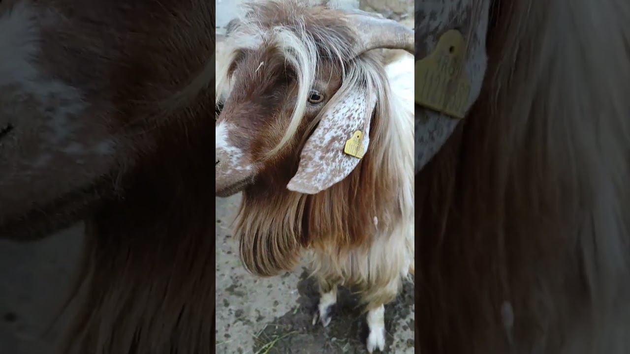 “Look at this handsome billy goat with an impressive stance.”