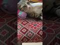 MAHARANI