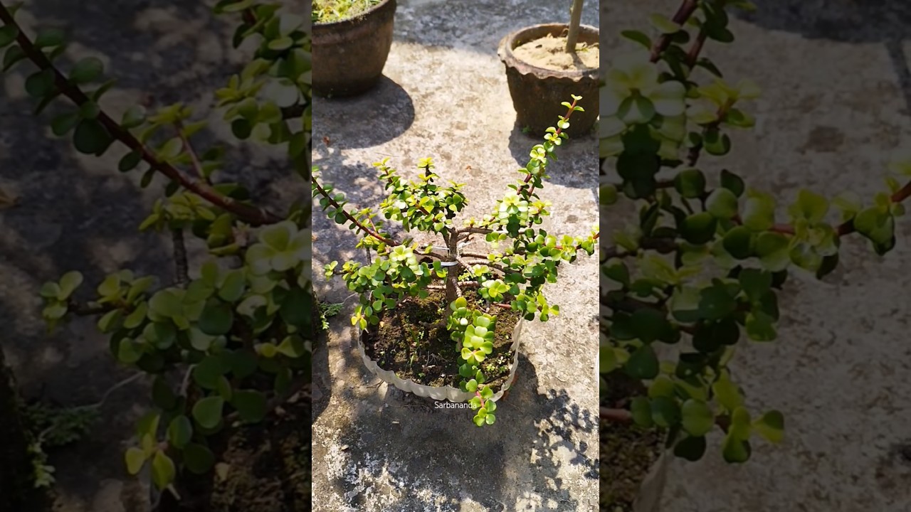 Jade plant bonsai 