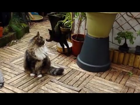 cat-prank