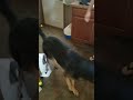"Oberon" gets a birthday 🎂 Surprise! #germanshepherd  #funny #gsds