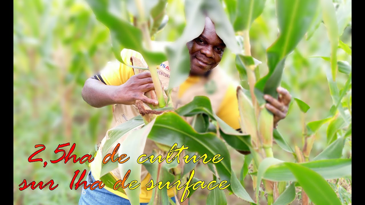 2,5 ha de culture (Manioc, Maïs et Haricot) sur 1ha de surface