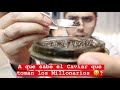 PROBANDO CAVIAR de ESTURION BELUGA | Puede costar hasta 25.000€/Kg