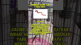 Download Lagu pemberian cacing yg tepat pada murai batu MP3