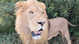 Why Do Lions Have Manes? | The Lion Whisperer