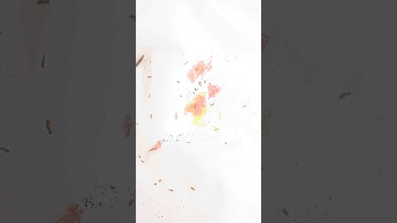 ヤマトシミ（大和紙魚）幼虫Ctenolepisma villosa