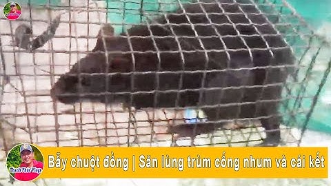 Bẫy chuột đồng | Săn lùng trùm cống nhum và cái kết | Thanh Phúc Vlogs