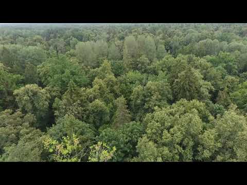 Широколиственный теневой лес. Лето против Осени /Broadleaf forest Summer vs. Autumn