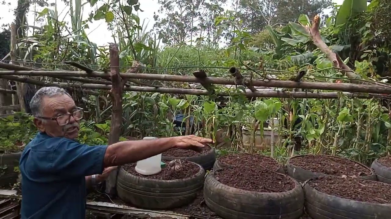 Como se planta em pneus na horta 