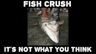 Fish Crush Mobile Its Not What You Think