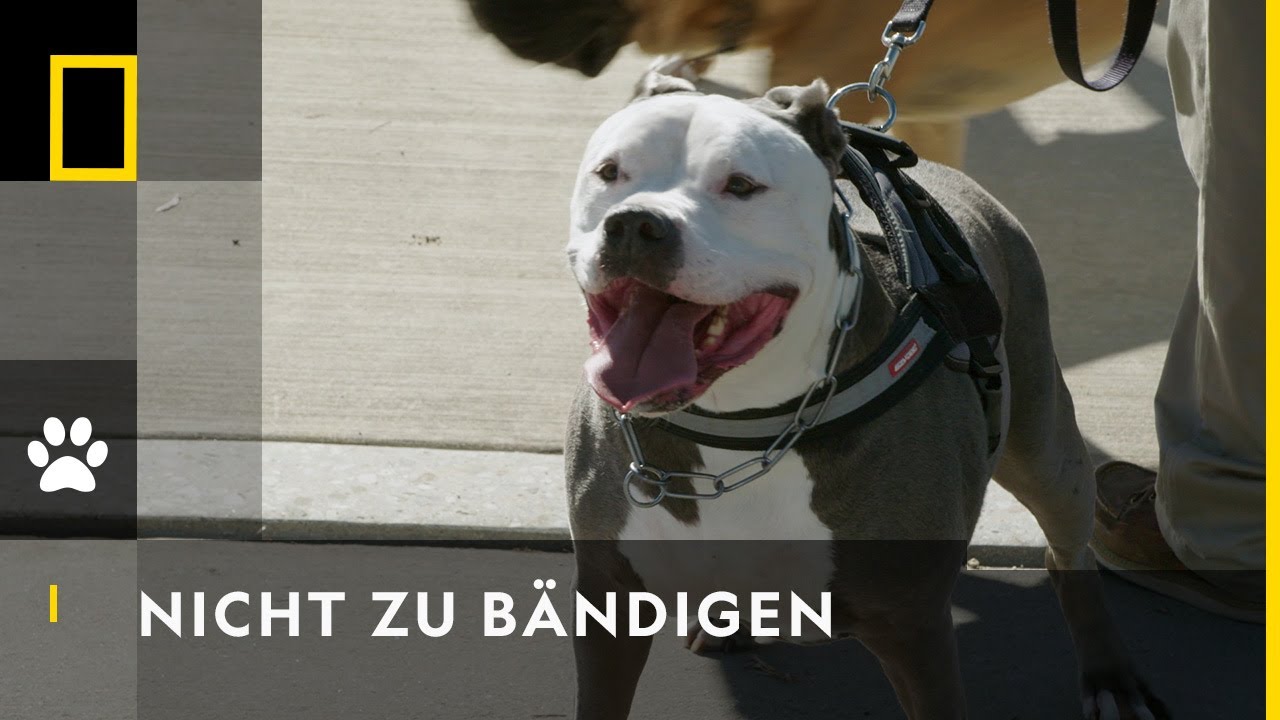 Ein Hund namens Duke (FAMILIEN KOMÖDIE in voller Länge, Hunde Filme auf Deutsch, Comedy Filme neu)