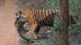 Hat der Tiger Feinde?