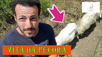 Per cosa vengono allevate le pecore?