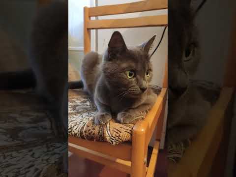 Кошка отдыхает после ужина🐈 The cat is resting after dinner. #shorts #cat