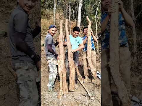 Giant Roots Harvest: Men Display Massive Wild Roots in Forest