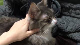 膝の上で寛ぐ猫 ノルウェージャンフォレストキャットCat is relaxing on the owner's knee.Norwegian Forest Cat.