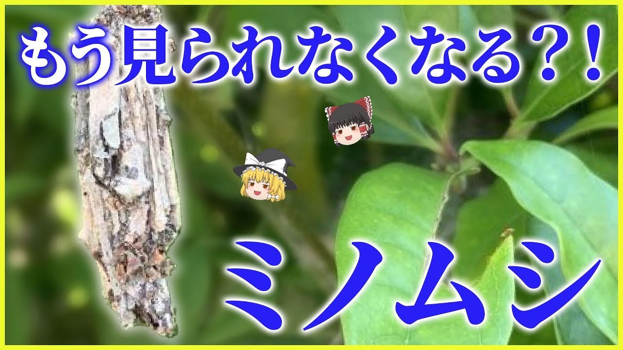【ゆっくり解説】ミノムシの中身は酷すぎた...。そして、絶滅危惧種...!? 「 ミノムシ ( 蓑虫 )」とは何者なのか!?/その真実と生態に ...