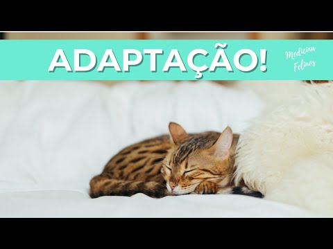 Vídeo: Como Fazer A Transição Do Seu Gato Para Um Novo Alimento