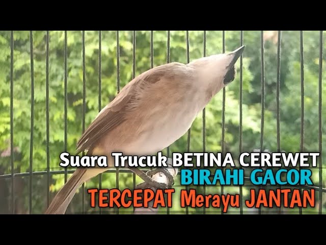 Trucuk Betina Memanggil Jantan SUPER CEREWET, Pancingan Trucukan Gacor Agar LANGSUNG EMOSI BIRAHI class=