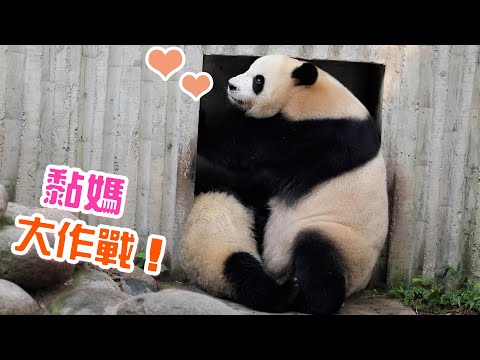 《熊貓早晚安》熊寶黏媽大作戰！ | iPanda熊貓頻道