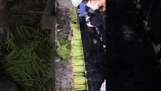 Fern root cutting # agriculture#shorts