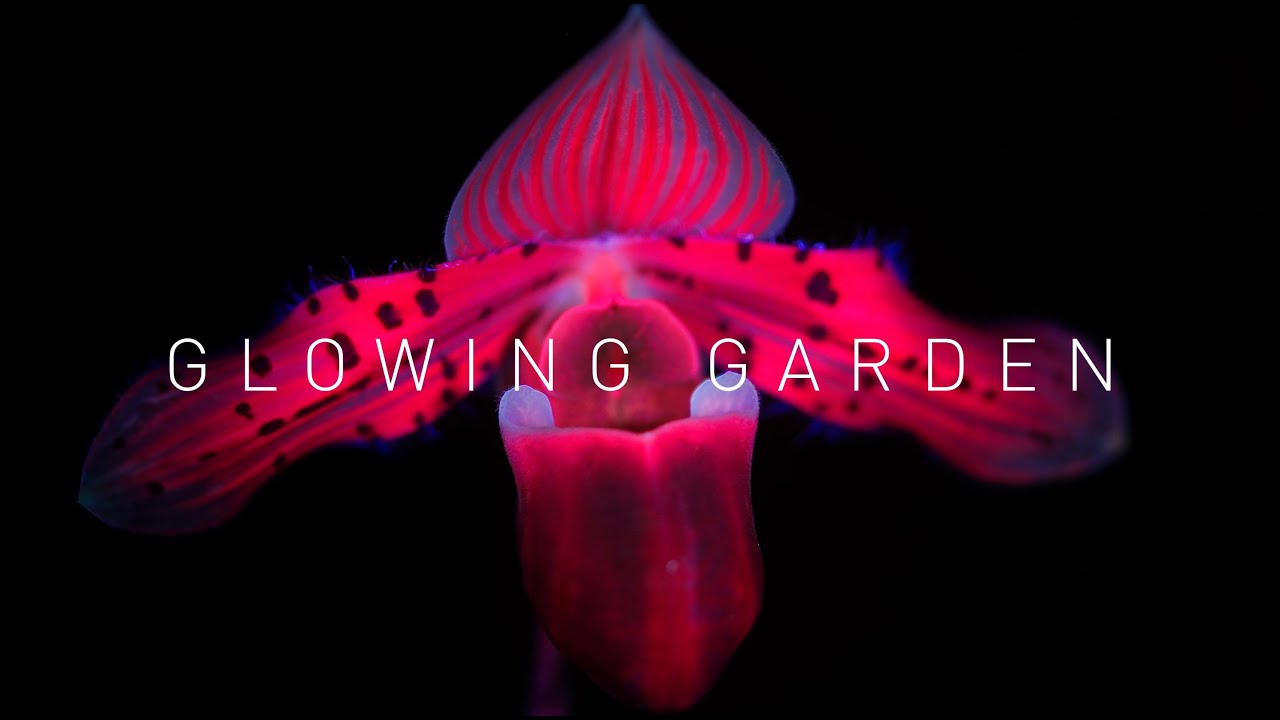 Glowing Garden by Daan Roosegaarde