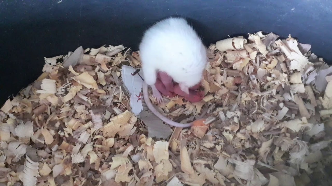 Albino mice giving birth to young ones YouTube