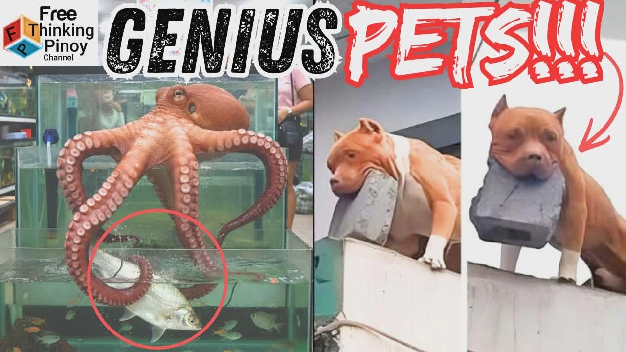 Part 2 Henyong Hayop: Pogita at ASO | Intelligent Animals