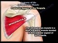 Anatomy Of The Infraspinatus Muscle - Everything You Need To Know - Dr. Nabil Ebraheim