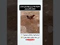 مامانا و جمله معروفشون مامان خانواده طنز خنده 8 نوستالژی
