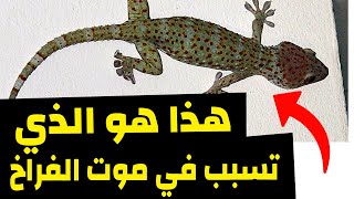 خطر الوزغ على الطيور وكيف نتخلص منه بطرق سهلة