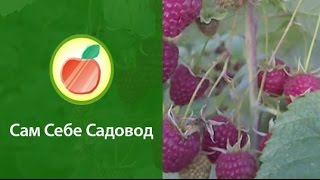 Ремонтантная малина Поляна (часть 1)(http://samsebesadovod.ru Вот такой урожай малины ремонтантной сорта Полана (Поляна) созрел у Романа Врублевского осень..., 2010-09-28T17:17:55.000Z)