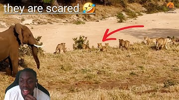 React to Elephant Teaches 20 Lions That He