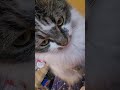 Not so subtle reminder #kitty #cat #hungry #cute #baby