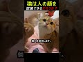 猫もイケメンわかるだろうか?