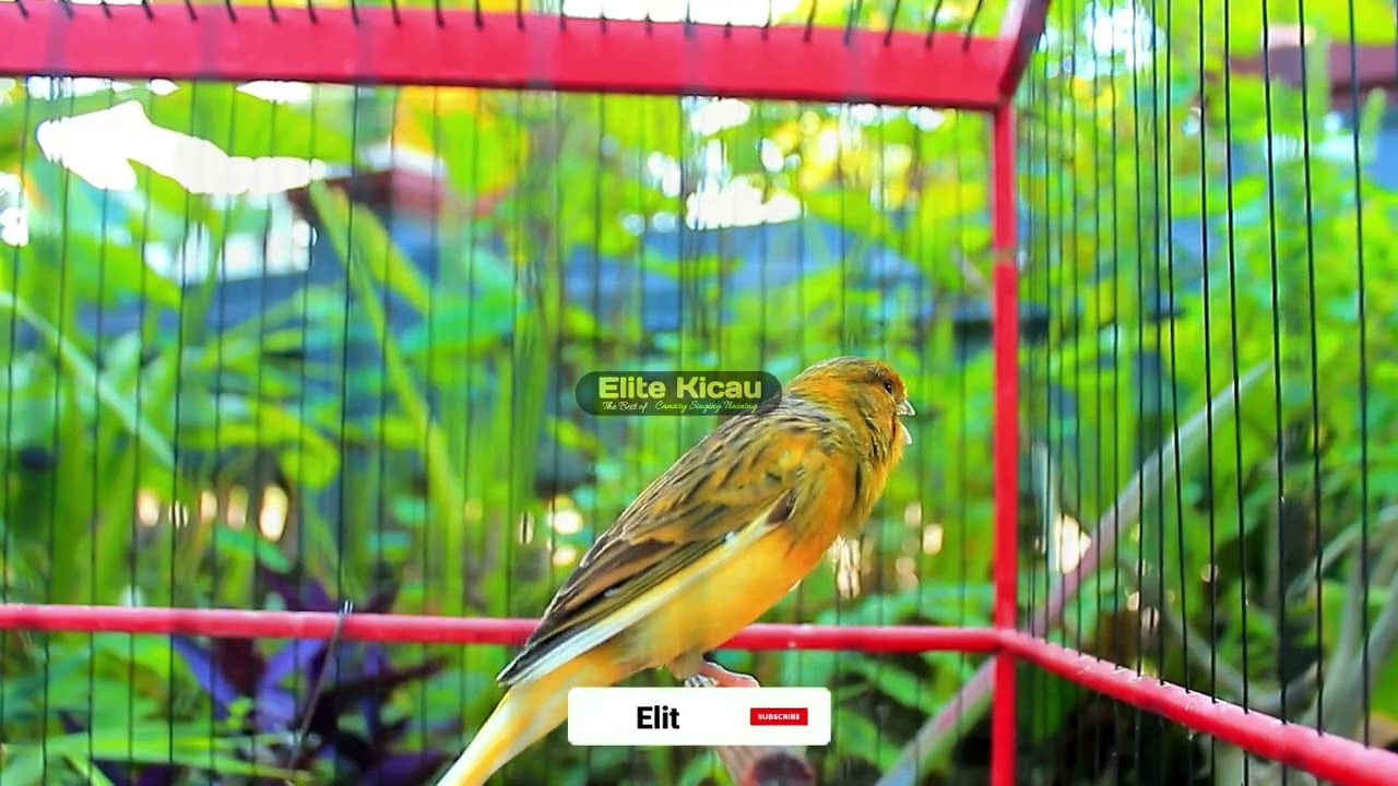 Suara kenari gacor durasi panjang, Masteran Kenari cengkok mewah ngalun cocok untukpancingan 184