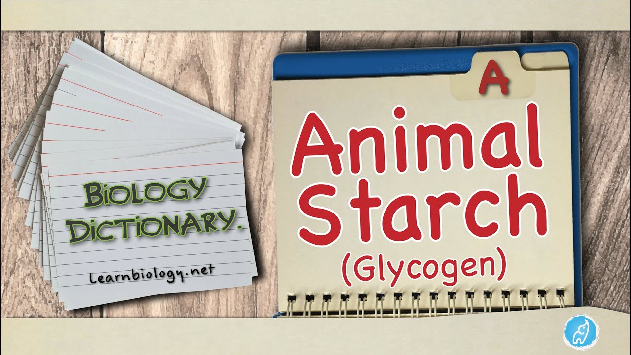 Animal Starch (Glycogen) | Biology Dictionary | Spoken Biology Definitions  - YouTube