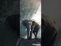 صوت نهيم الفيل للمونتاج بجودة عالية Elephant Sound Montage In High Quality صوت نهيم الفيل للمونتاج بجودة عالية Elephant Sound Montage In High Quality