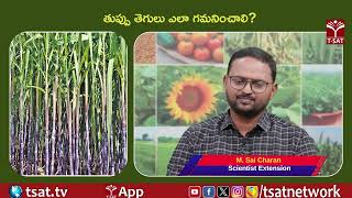 తుప్పు తెగులు ఎలా గమనించాలి ? | T-SAT