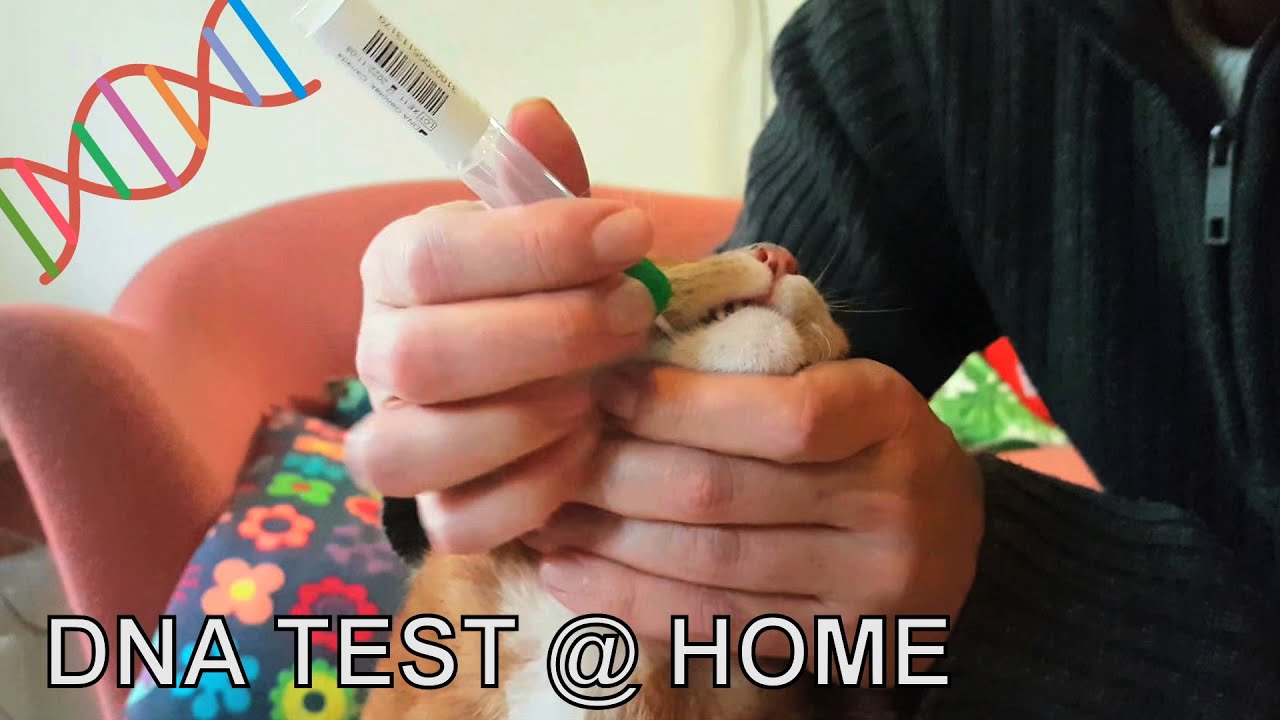 Alvi cat : home DNA kit