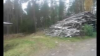 Koiran kanssa puitten hakua osa1